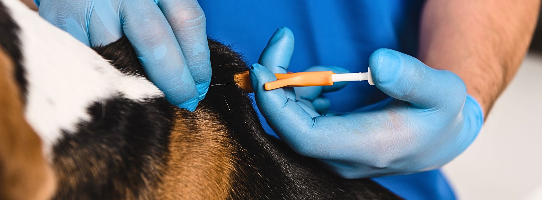 The Importance of Identifying Your Dog with a Microchip