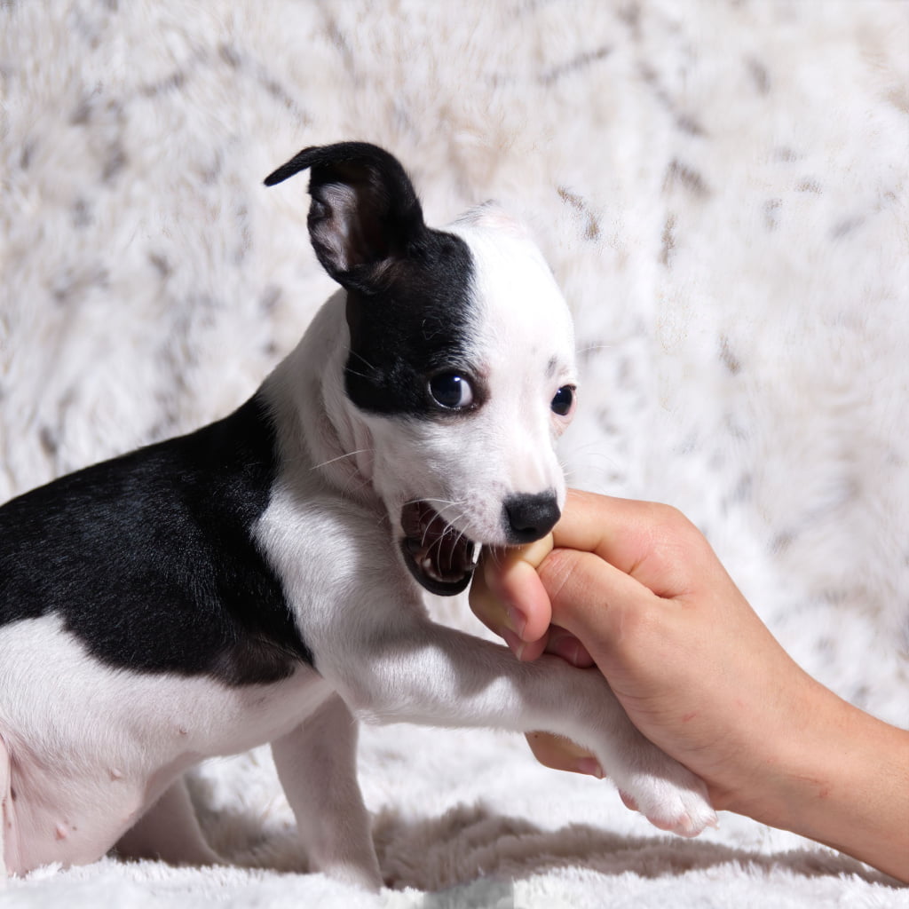 When do Dogs start Teething?