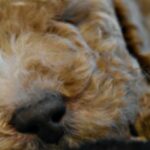 Taking-your-“Labradoodles-by-Cucciolini”-Puppy