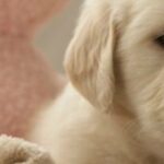 Why-Puppies-Hump-and-How-to-Stop-This-Behavior