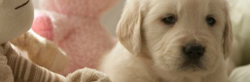 Why-Puppies-Hump-and-How-to-Stop-This-Behavior