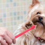 brushing-your-dogs-teeth-labradoodles-by-cucciolin1i