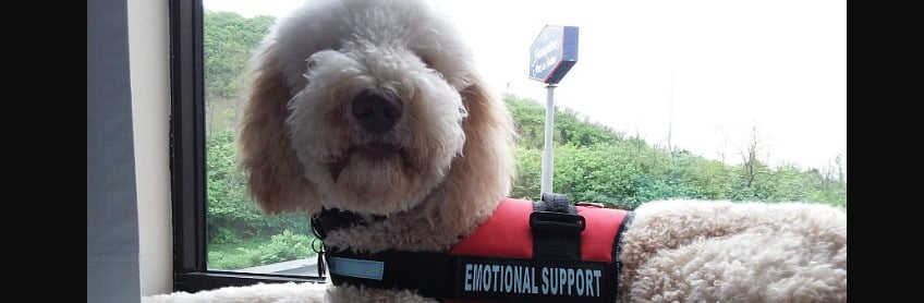 charlie-emotional-support-labradoodles-by-cucciolini