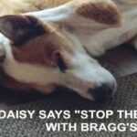 daisy-braggs-labradoodles-by-cucciolini