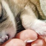 labradoodles-by-Cucciolini-a-healthy-puppies-first-year