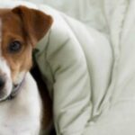 labradoodles-by-cucciolini-DOG-or-PUPPY-ILLNESSES-DISEASES