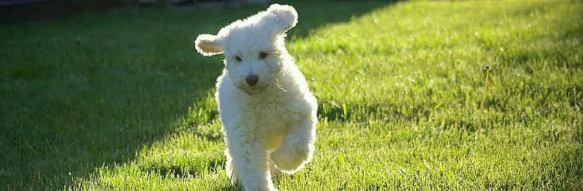 preparing-for-your-labradoodle-puppy