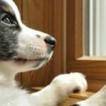 puppy-anxiety-labradoodles-by-cucciolini