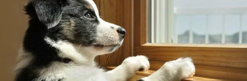puppy-anxiety-labradoodles-by-cucciolini