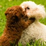 socializing-your-puppy-at-labradoodles-by-cucciolini