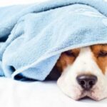 treatment-and-prevention-of-kennel-cough
