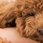 why-would-a-dog-become-clingy-labradoodles-by-cucciolini