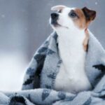 winter-safety-tips-for-your-dog