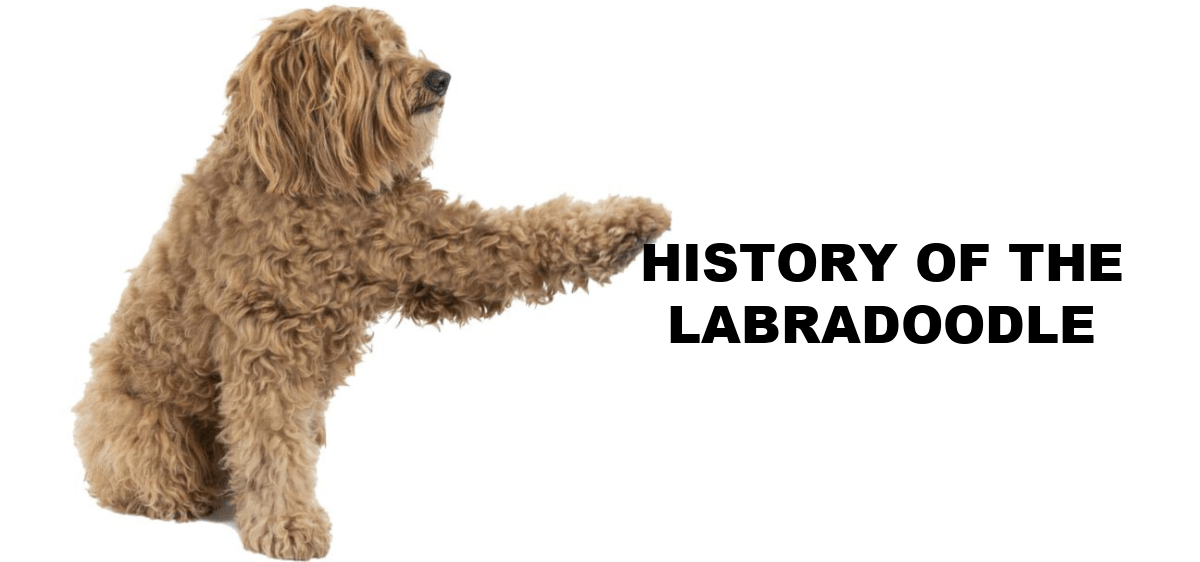 history-of-the-labradoodle