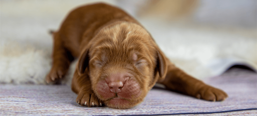 Home Labradoodle By Cucciolini: Top Breeder & Puppies in Ontario