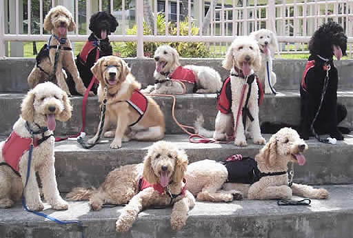 Benefits of an Emotional Service Dog at Labradoodles by Cucciolini