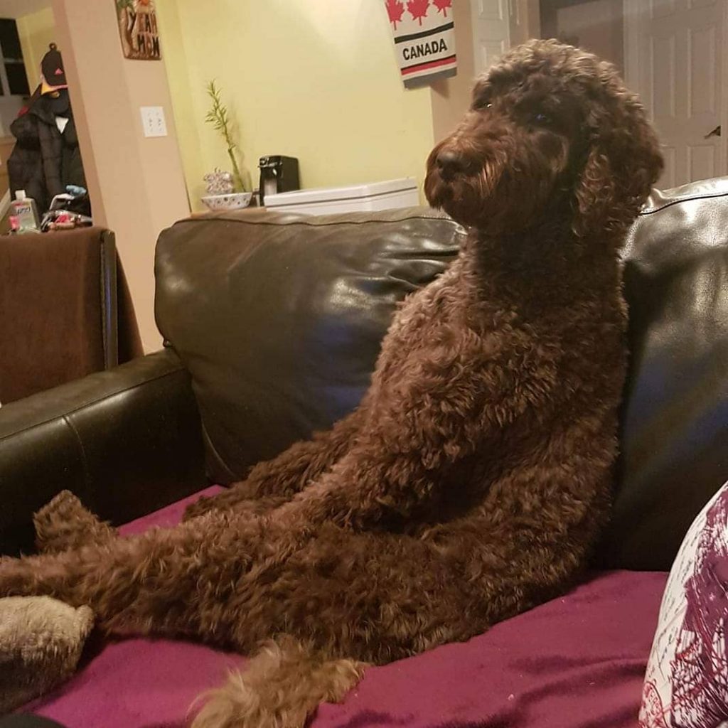 Chocolate - Labradoodles by Cucciolini