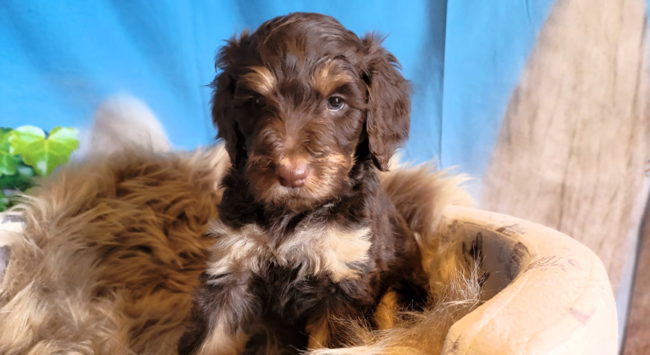 Labradoodle Breeders Ontario Puppies For Sale Labradoodle By Cucciolini