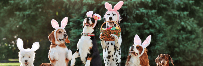 Keeping your pets safe during Easter!
