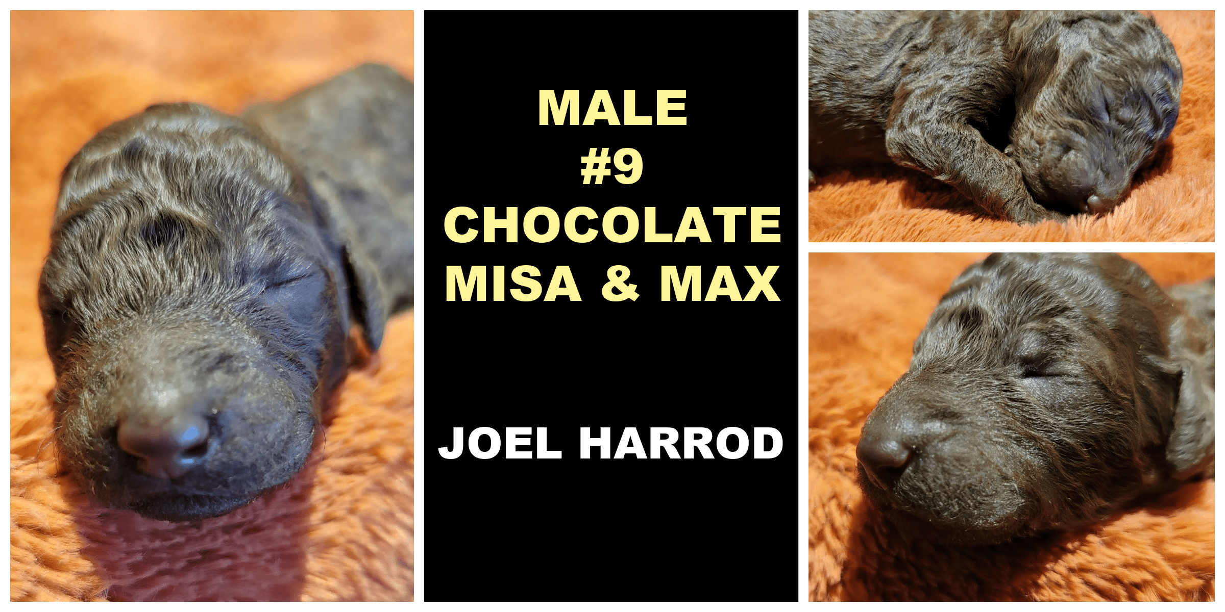 MALE 9 CHOCOLATE MISA MAX