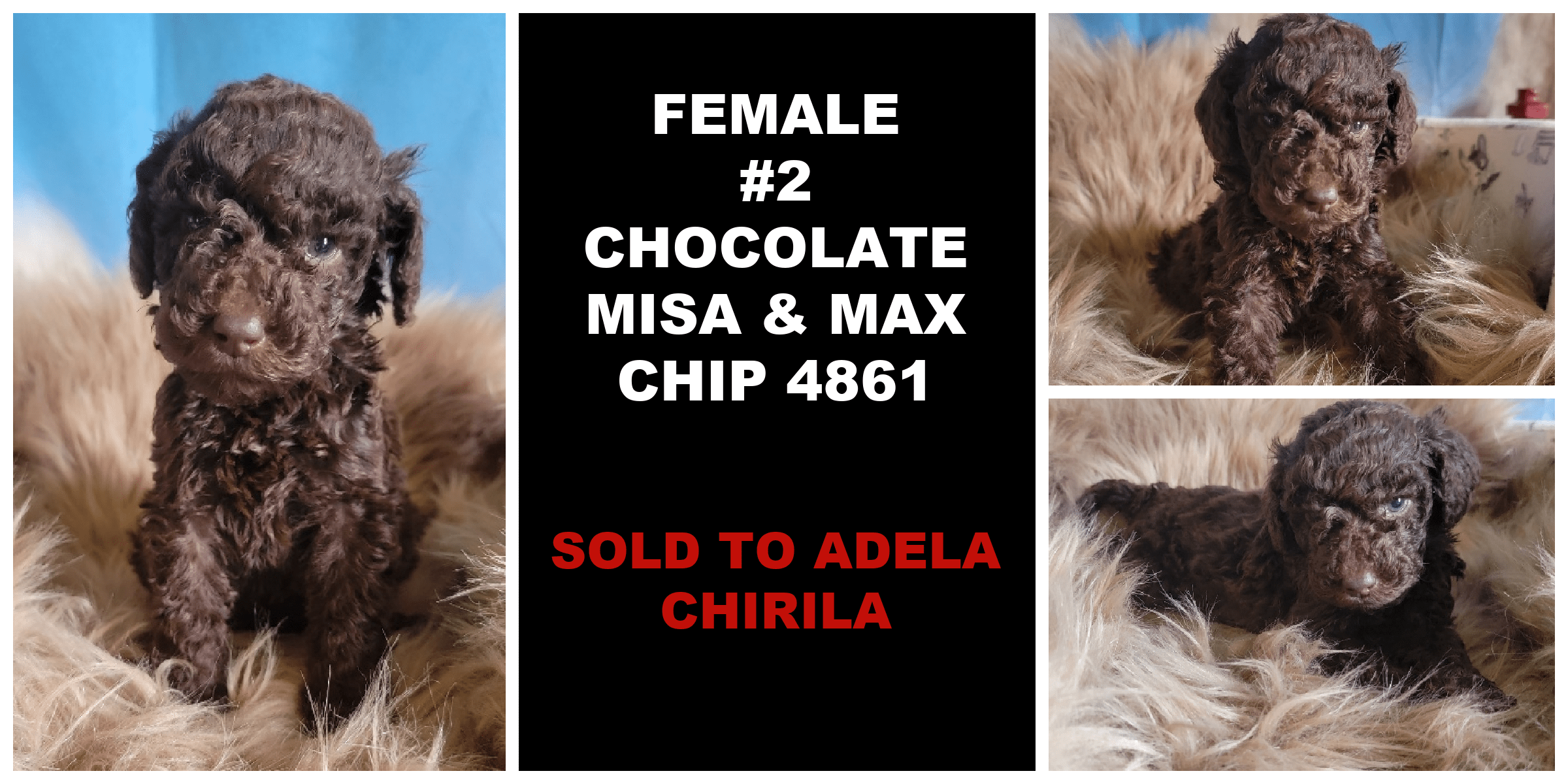 FEMALE 2 CHOCOLATE MISA MAX CHIP 4861