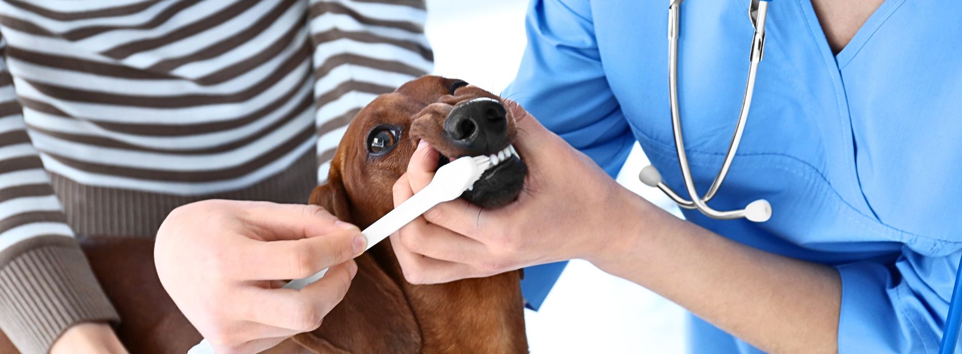 Guide toBrushing your dog's teeth is a crucial part of their dental care. When you brush your dog's teeth, you remove the plaque on their teeth.