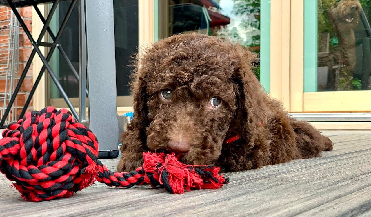 Top Breeder & Puppies in Ontario Labradoodle By Cucciolini
