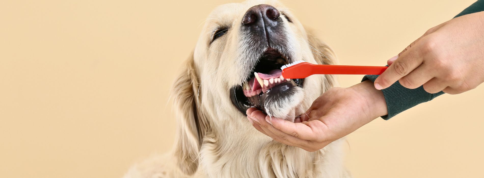 How to brush your Dogs Teeth | The Complete Guide