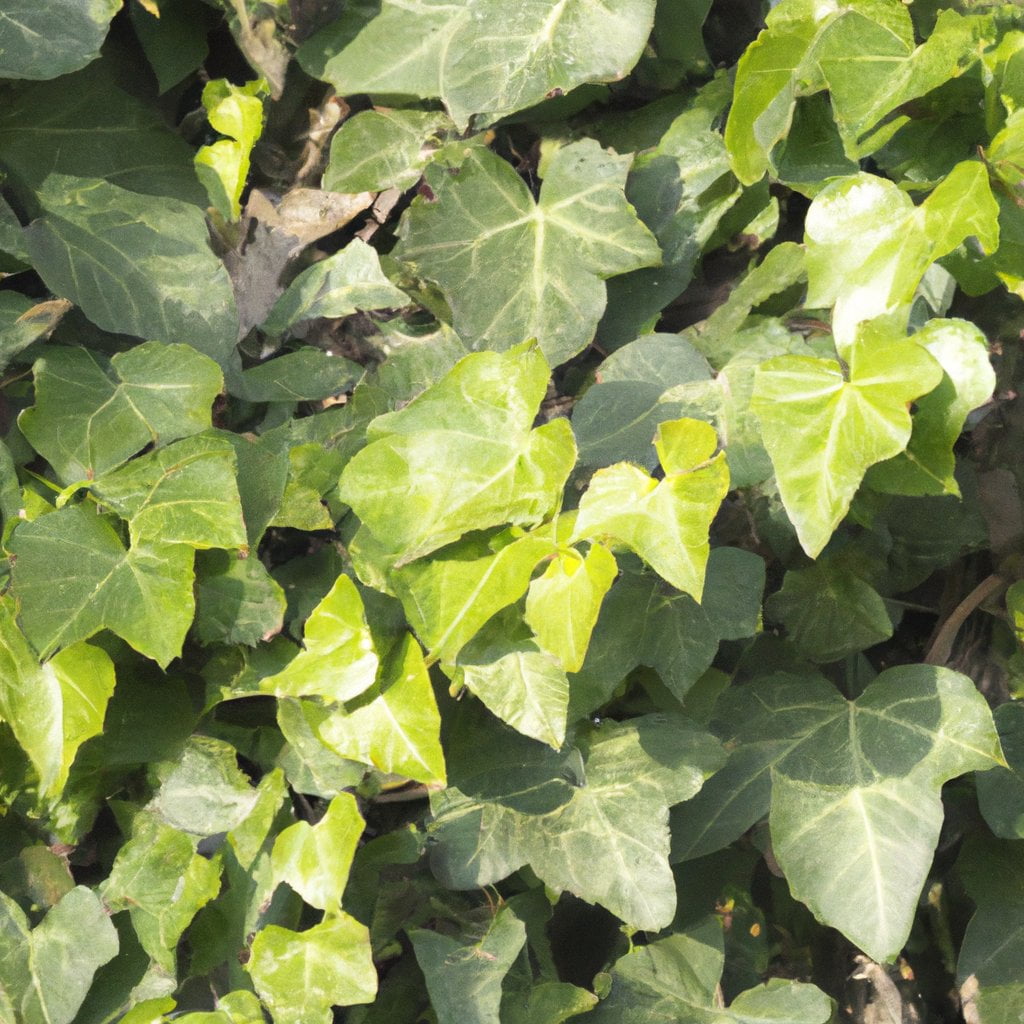 Is hedera helix store poisonous to dogs