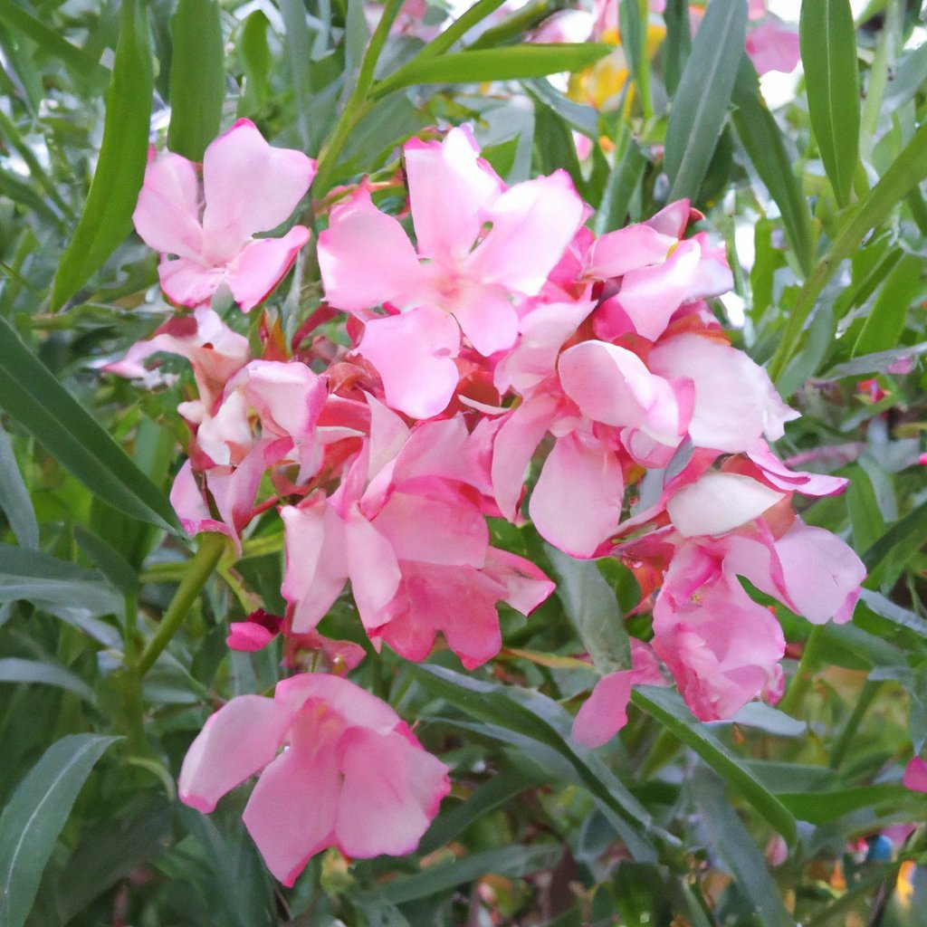 Oleander