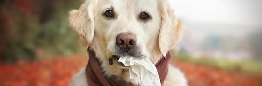 how do you know if your puppy has allergies