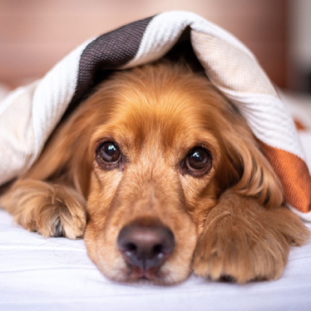 Unravelling the Mystery: Does Your Dog Suffer from Seasonal Allergies?