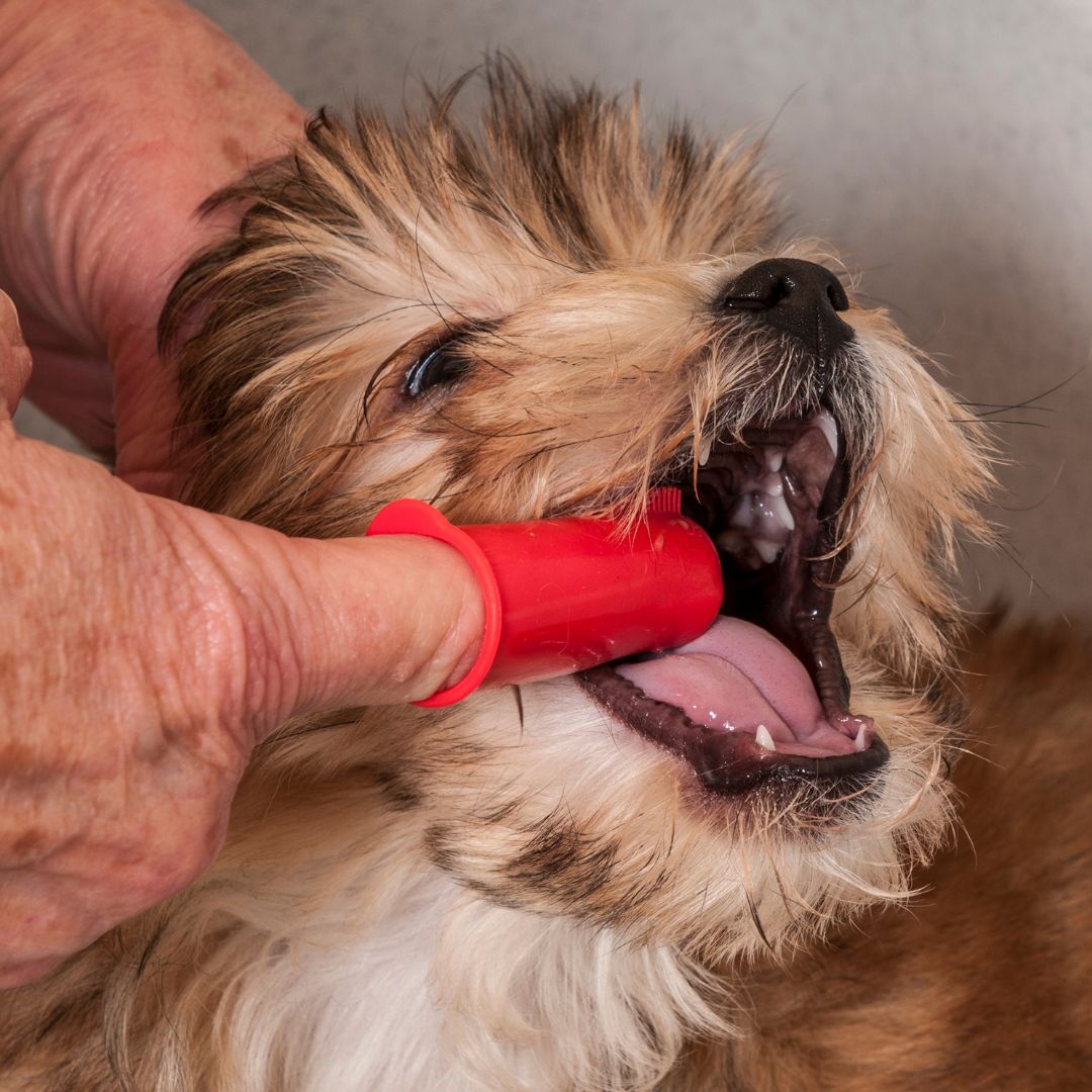 Dental Care Tips to Keep Your Dog's Teeth Clean and Healthy