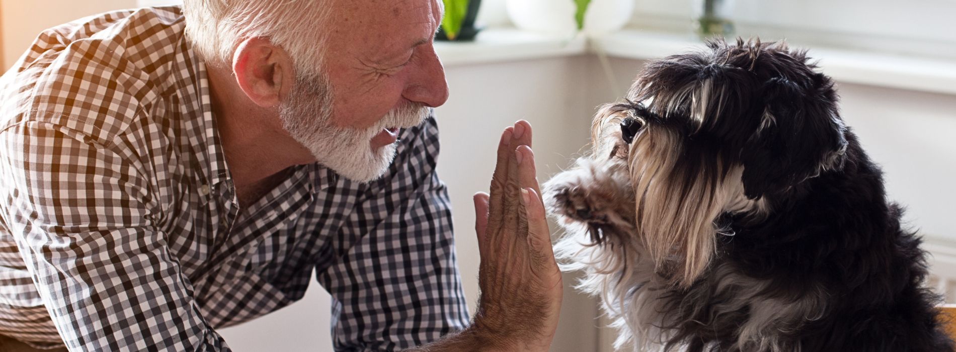 How to Improve Your Senior Dog’s Quality of Life