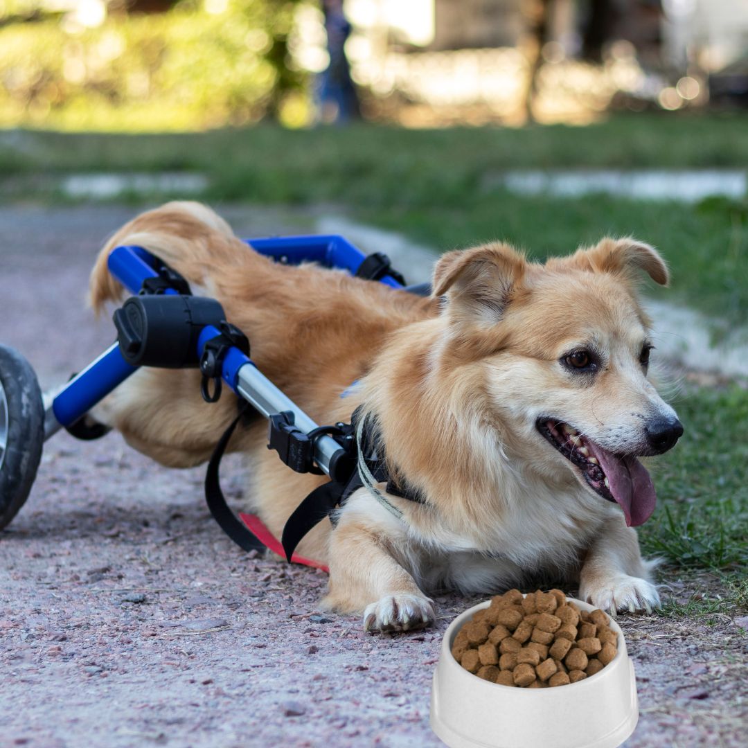 Invest in Raised Feeders for dogs with Disabilities