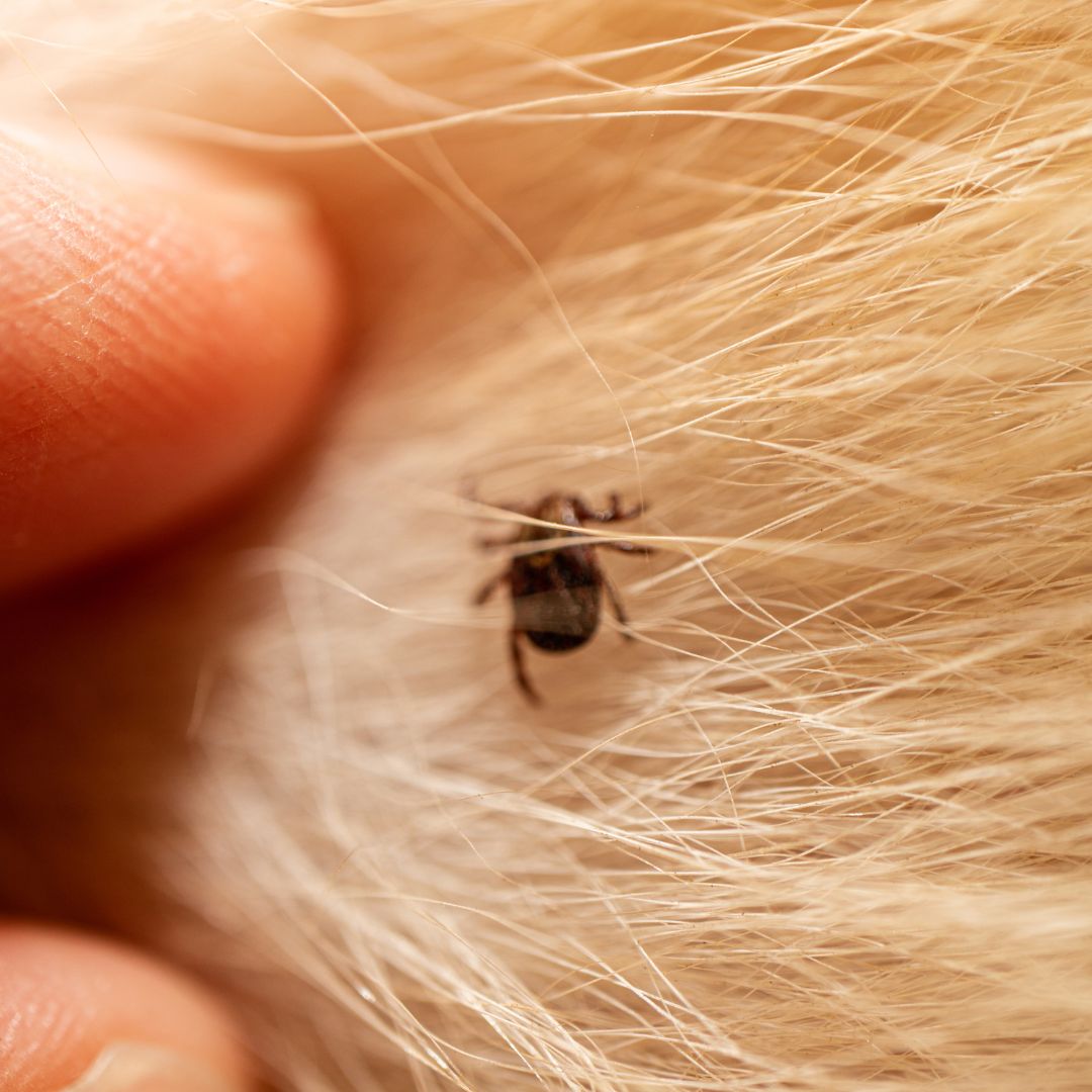 Protect Your Home from Fleas and Ticks