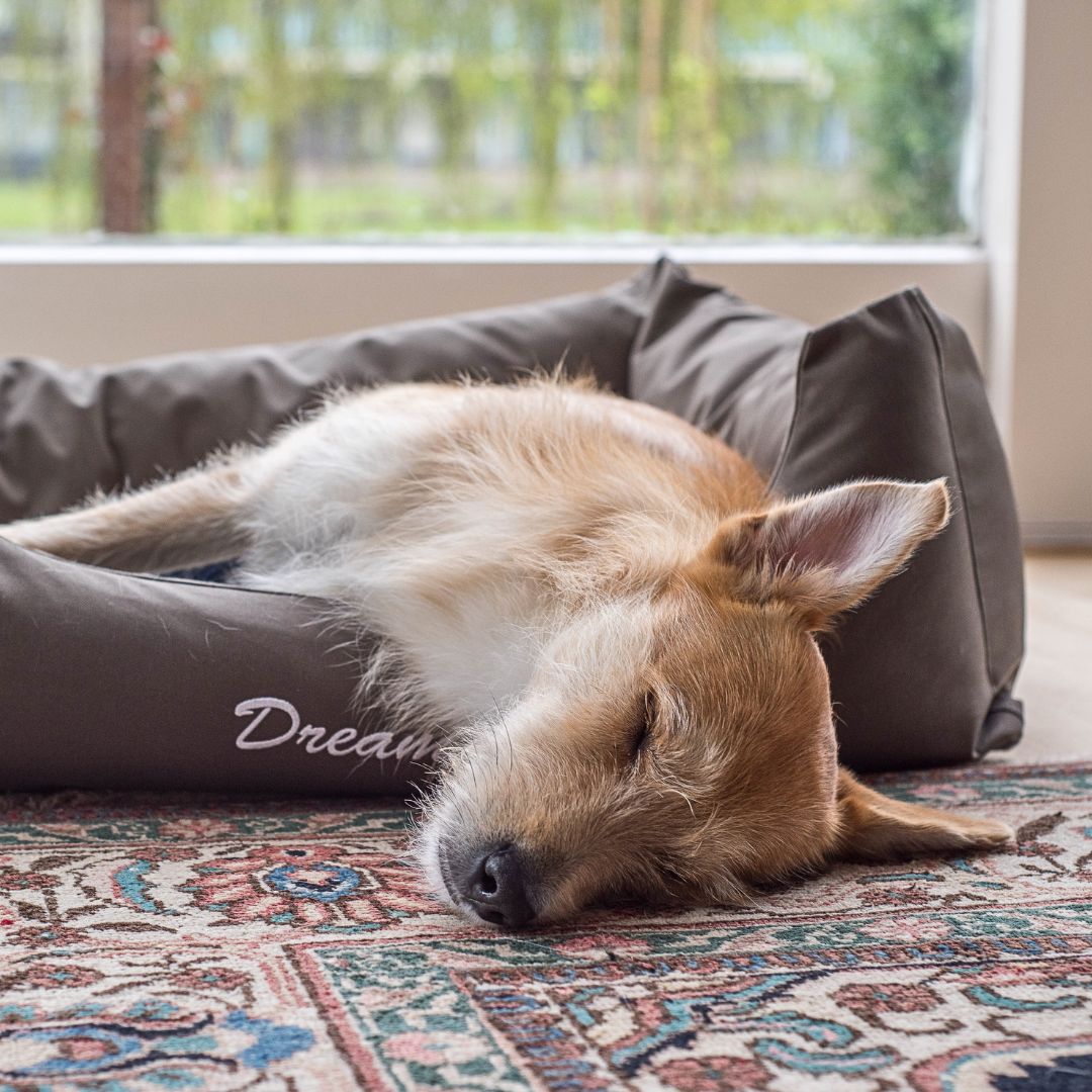 Buy an Orthopedic Dog Bed for Comfort for your beloved pooch.