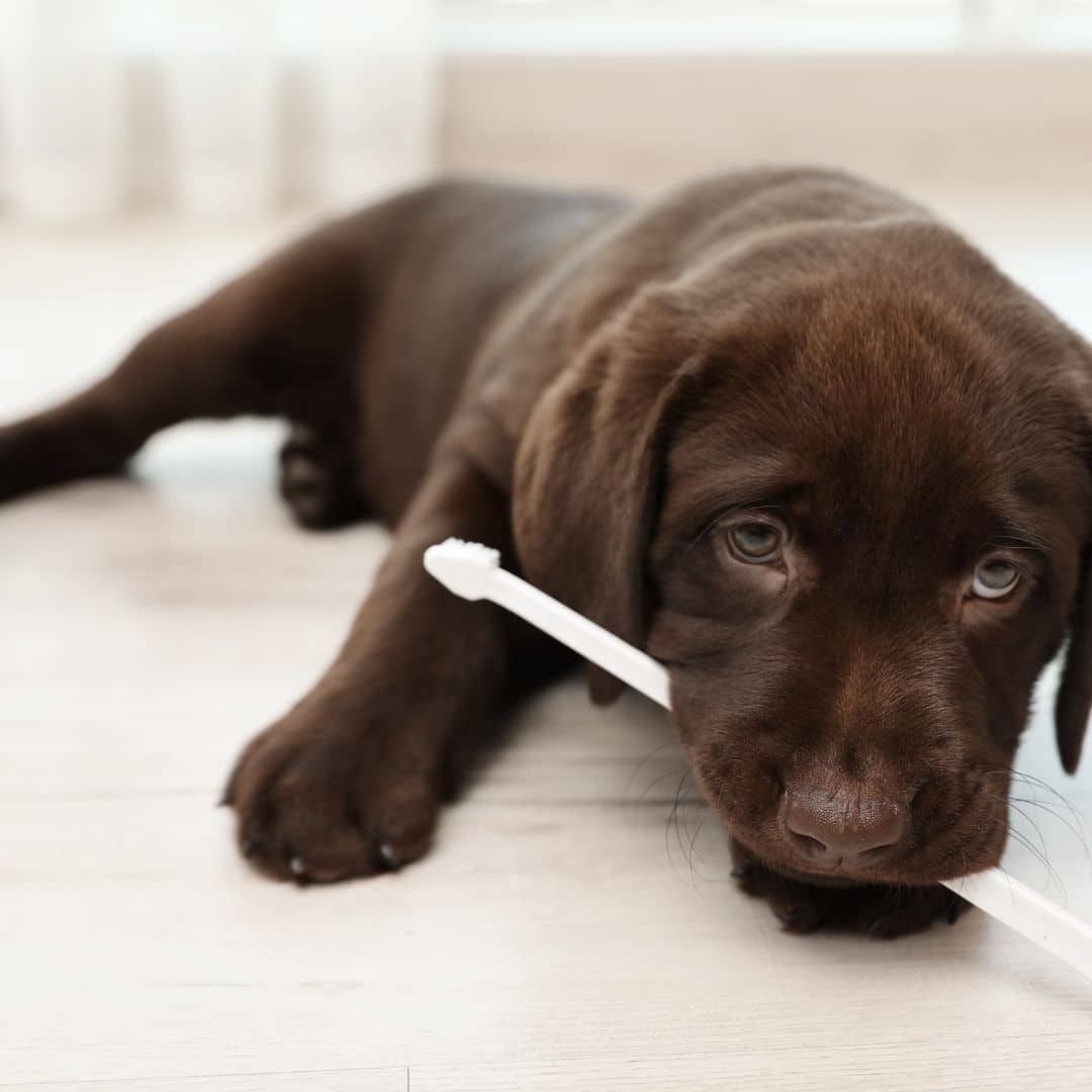 Toothbrush and Toothpaste specifically designed for Puppies.