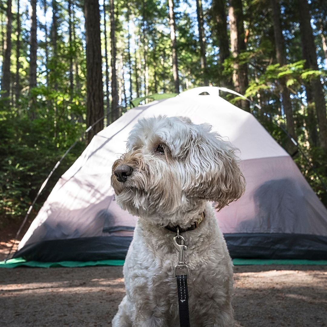Choose a Dog-Friendly Campground