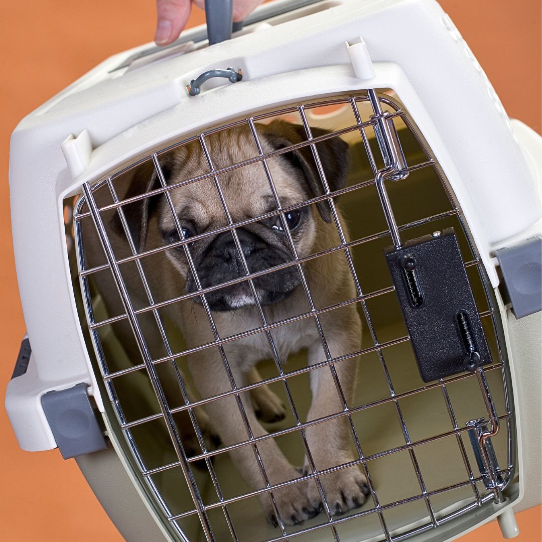 Crate training clearance at 8 weeks