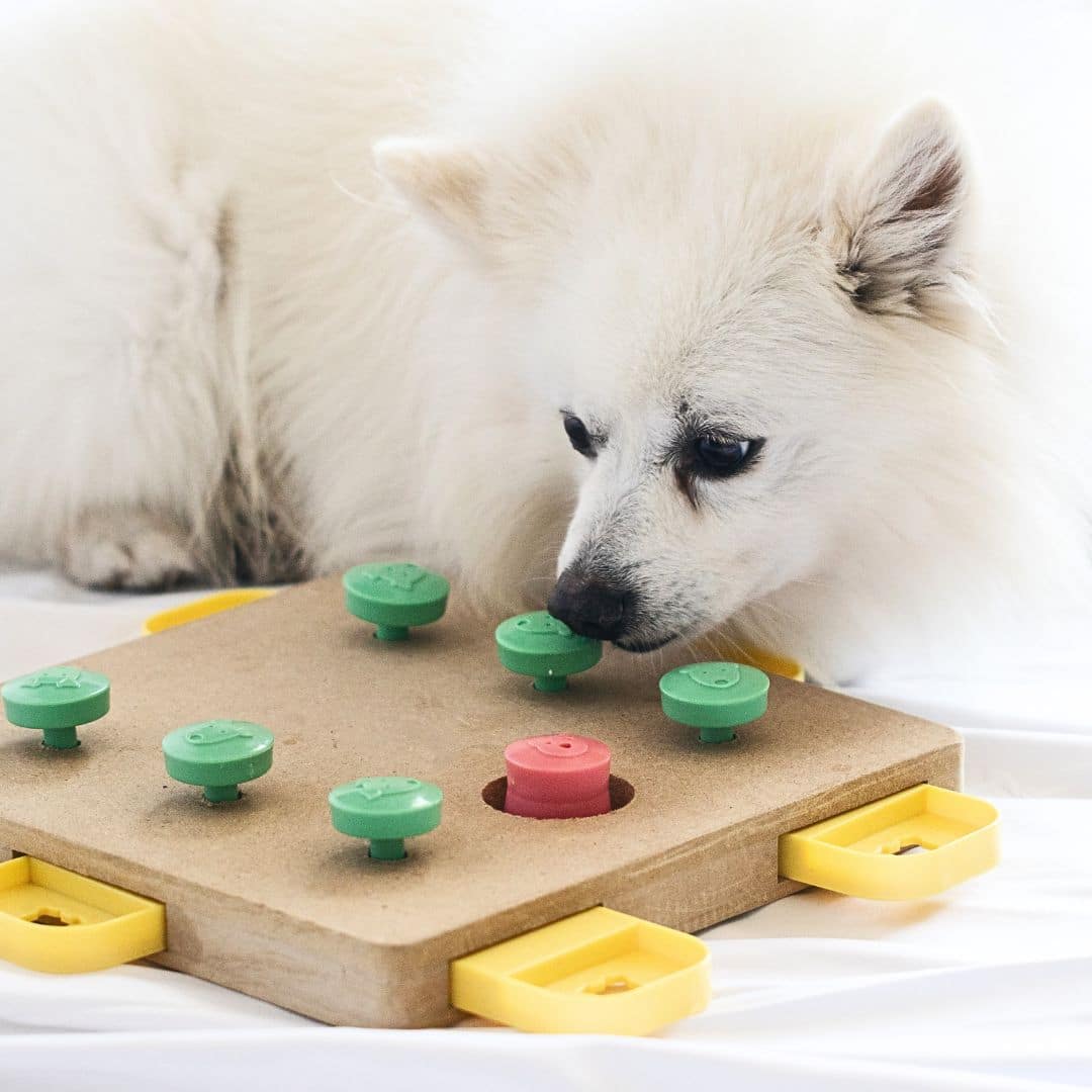 10 Fun Brain Games for Dogs - Canine Care