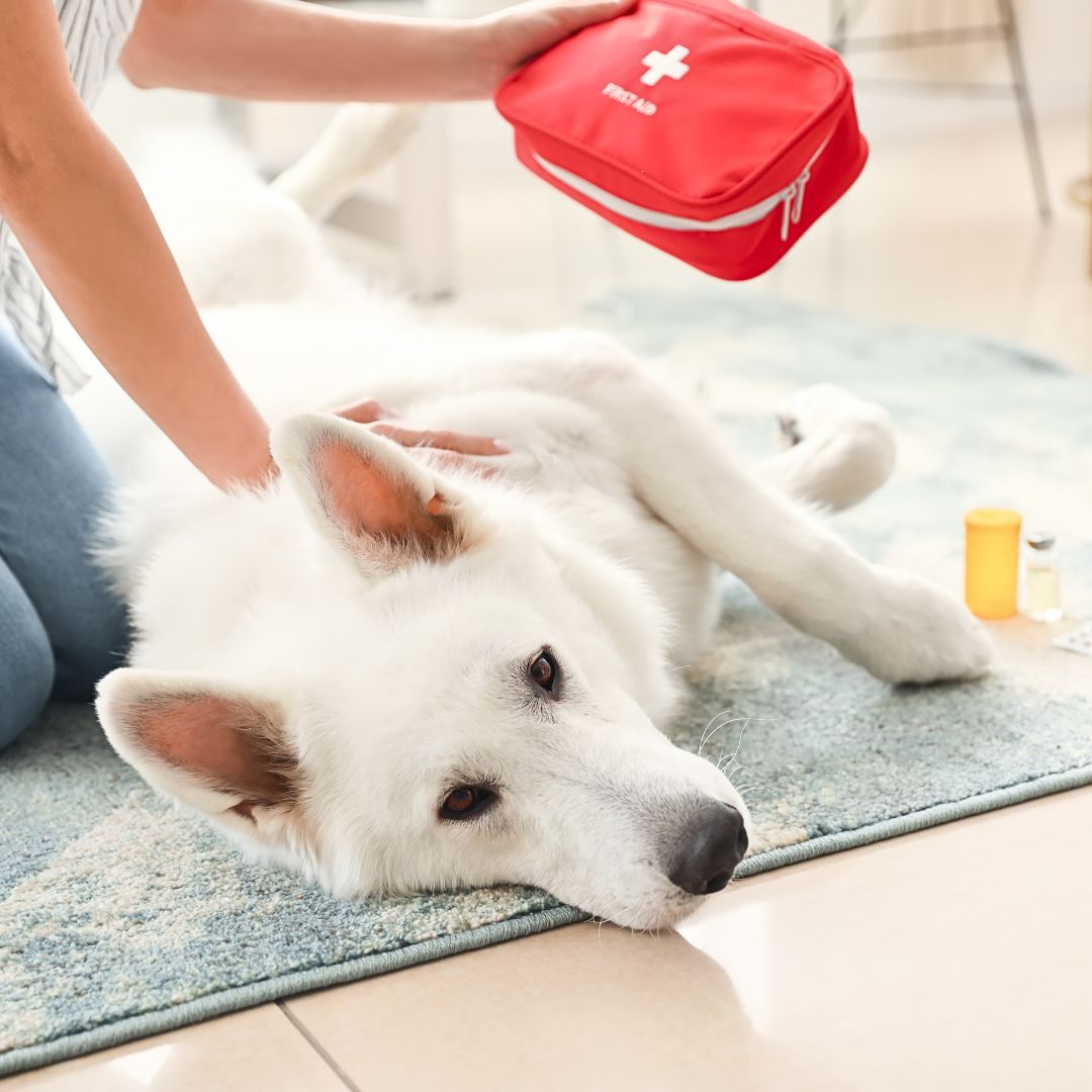 Have a First Aid Kit For Your Dog
