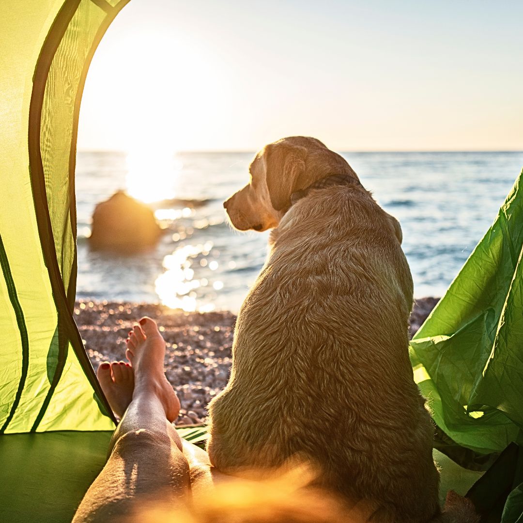 Tips to Make Camping with Your Dog Easy and Stress-Free