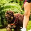 Importance of Training for Labradoodles
