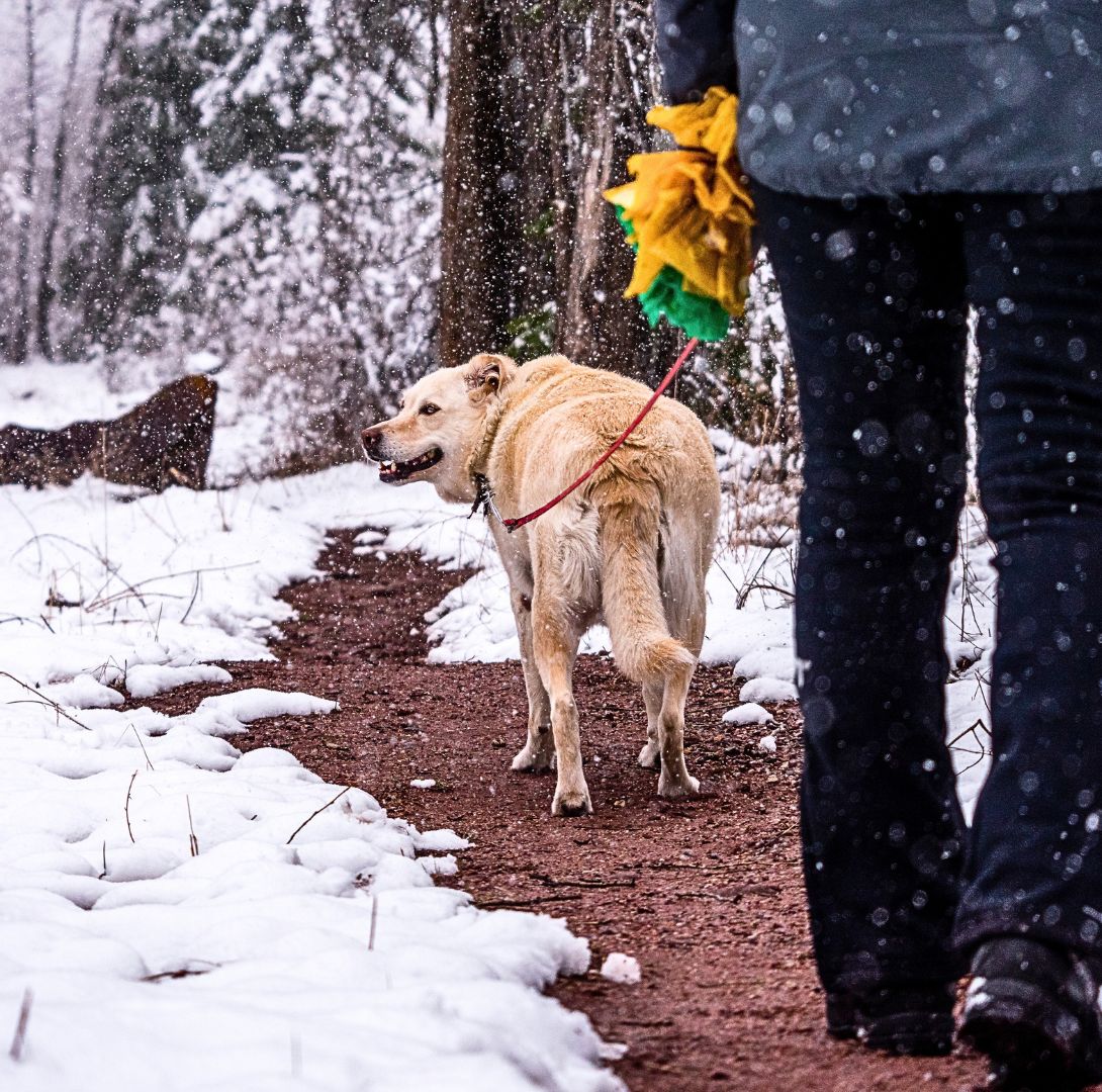 3 Important Steps to Take When Walking Your Dog in the Snow