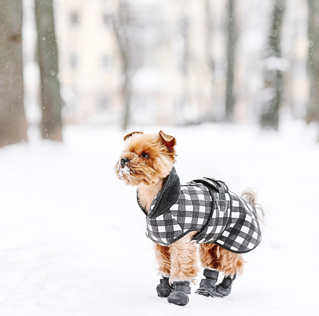 5 Tips for Caring for Your Dog During the Cold Season