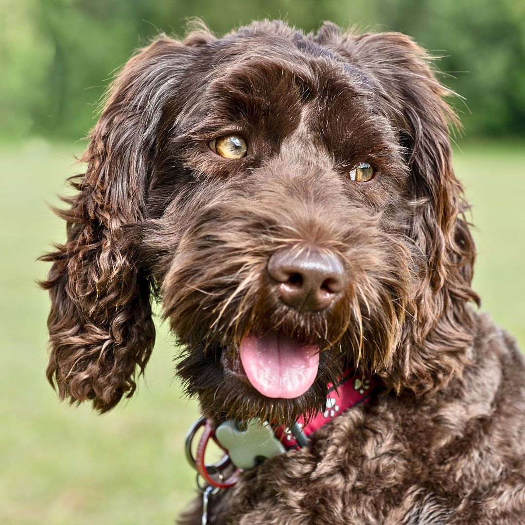 A Fusion of Excellence: Labrador Retriever and Poodle Mix