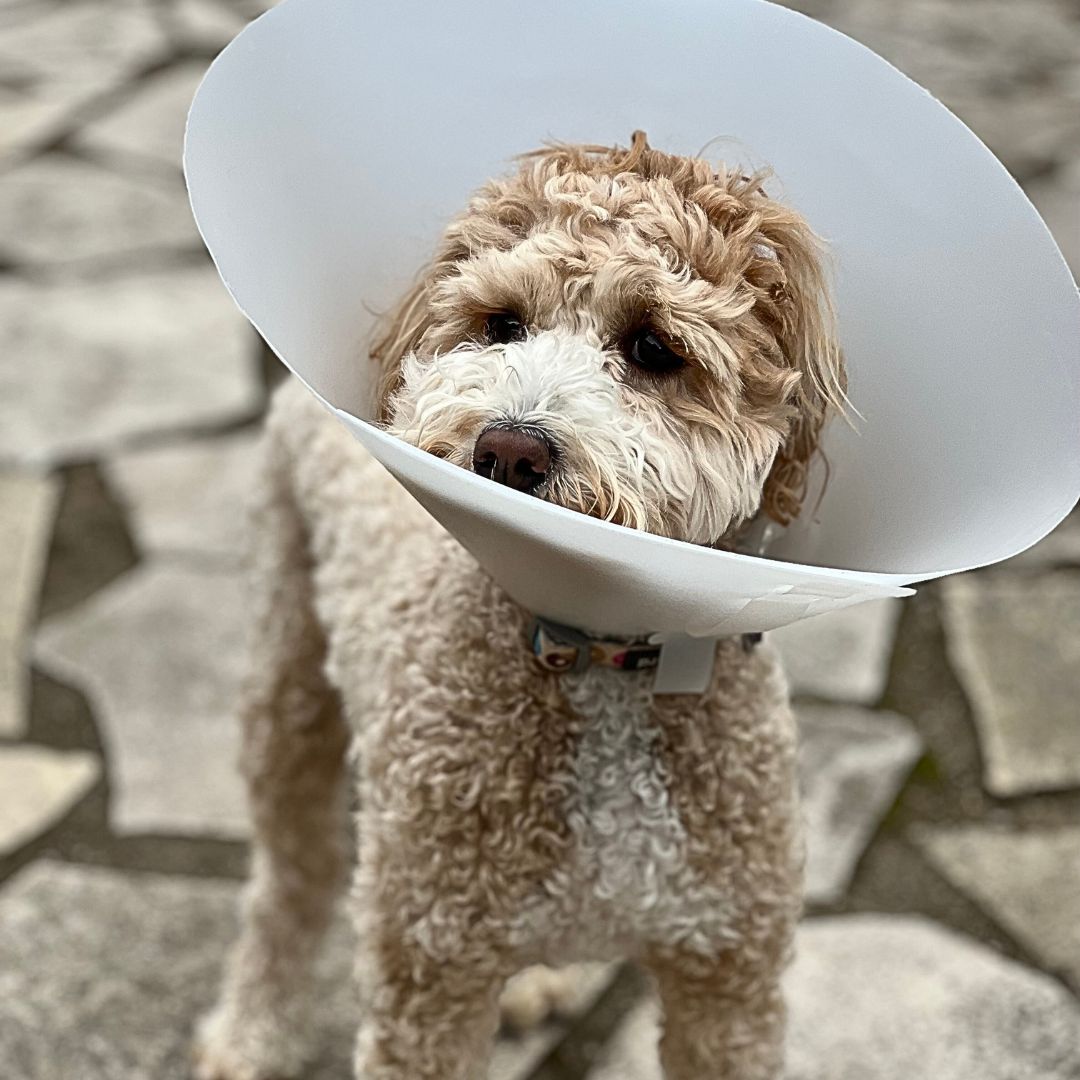 At What Age Should You Consider Spaying/Neutering Your Labradoodle Puppy?