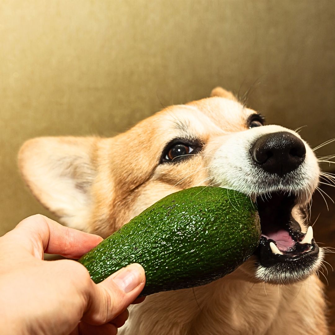 Avocado are very toxic to dogs