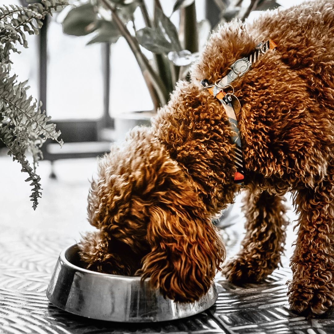 Can My Labradoodle Eat Turkey Bones?